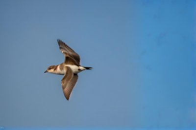sand martin, bird, flying, blue sky, feathers, wildlife, brown, freedom, sunny, nature