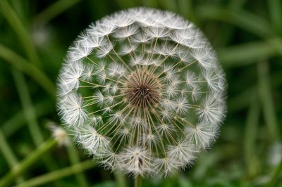 dandelion, seed, macro, symmetry, pattern, white, green, delicate, spring, botanical, nature, abstract, macro lens, detail, light, natural, radial, breathing, ease