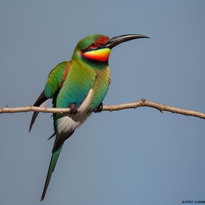 rainbow bee-eater, bird, nature, wildlife, colorful, feathers, ornithology, branch, exotic bird, perched, blue feathers, multicolored bird, green feathers, bird migration, natural beauty, photography, open wilderness, ecosystem, summer bird, animals