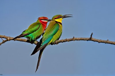 rainbow bee-eater, bird, nature, wildlife, colorful, feathers, ornithology, branch, exotic bird, perched, blue feathers, multicolored bird, green feathers, bird migration, natural beauty, photography, open wilderness, ecosystem, summer bird, animals