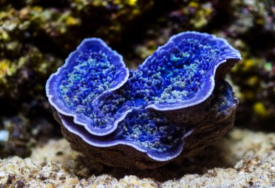 giant clam, clam, nature, blue clam, aquarium, marine, cairns, australia, young, mollusc, biodiversity, ecosystem, underwater, coral reef, ocean, colorful, exotic, conservation, rocky