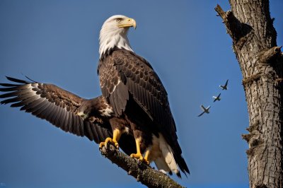 eagle, bird, nature, animal, portrait, feathers, wildlife, predator, profile, ornithology, prominent beak, tree, branch, clear sky, winter tree, nest, beak, falconry, king, apex