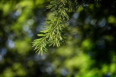 conifer, branches, bokeh, backlight, green, nature, metasequoia, dawn redwood, water fir, botany, nature wallpaper, needles, lighting, depth of field, outdoor, soft light, close-up, leaf needles