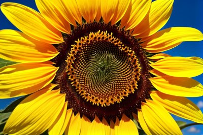 sunflower, bee, pollination, summer, macro, yellow, blue sky, flower, nature, garden, flower wallpaper, natural, beautiful flowers, wings, plant, insect, green, details, circle, stigma, sunny, flower background, petal