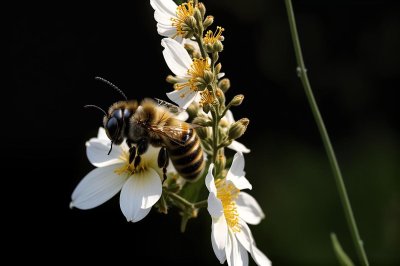 bee, insect, nature, pollination, flower, beautiful flowers, garden, plant, summer, wings, flower wallpaper, golden, nectar, pollen, honeybee, macro, close-up, natural world, details, beekeeping, flower background, ecosystem, environment, insects in nature