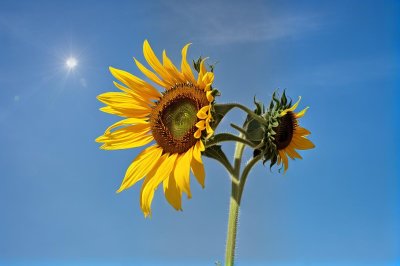 sunflower, full hd wallpaper, blue sky, beautiful wallpaper, flower, natural beauty, flower wallpaper, yellow, greenery, wallpaper hd, mac wallpaper, 4k wallpaper 1920x1080, summer, free wallpaper, simplicity, clear sky, desktop backgrounds, nature, cultivation, free background, field, laptop wallpaper, botany, happiness, summer day, radiant, environment, sunlight, 4k wallpaper, windows wallpaper, beautiful flowers, leaves, flower background, hd wallpaper, wallpaper 4k, floral background, cool backgrounds, background, lone plant