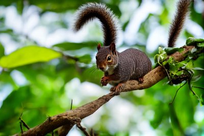 squirrel, nature, banana, fruit, banana flower, tropical, rodent, animal, wildlife, green, tree, banana tree, red, green leaves, colorful, nature photography, wild animal, asia, mountain, foraging