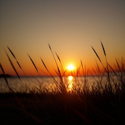 sunset, grass, sea, horizon, silhouette, nature, sky, peaceful, romantic, summer, evening, calm, vacation, north sea coast, red sky, light, calmness, outline, red color, clouds, evening light