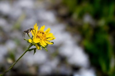 flower, rock, mountain flower, insect, yellow, meadow, summer, nature, mountains, alps, hiking, hawkweed, allgäu, bavaria, allgäu alps, bloom, landscape, fly, wild