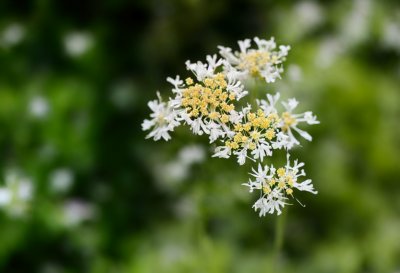 flower, nature, wild carrot, summer, inflorescence, botany, macro, bouquet, garden, natural beauty, beautiful background, details, green, close-up, nature photography, artistic photography, daylight, soft light, blurred background, simplicity