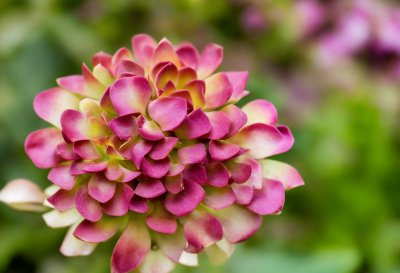 aeonium, succulent, rosette, nature, still life, macro, blossom, detail, green, red, leaf, botany, decorative, outdoor, natural, beautiful, pretty, spring, cultivation, cactus, greenery
