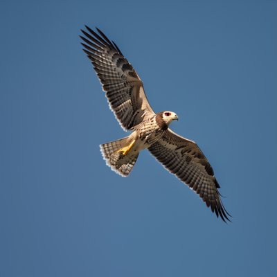 falcon, bird of prey, flying bird, feathers, clear sky, kestrel, wild bird, birdwatching, nature, blue sky, ornithology, bird photography, flight, natural beauty, biodiversity, wilderness, aerospace, wild animal, solitude, nature reserve