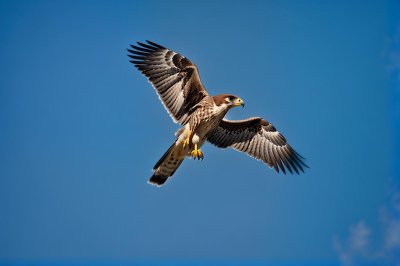 falcon, bird of prey, flying bird, feathers, clear sky, kestrel, wild bird, birdwatching, nature, blue sky, ornithology, bird photography, flight, natural beauty, biodiversity, wilderness, aerospace, wild animal, solitude, nature reserve