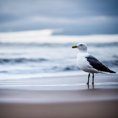 seagull, crab, beach, ocean, sea life, nature, predator, food, blue sky, waves, surf, sand, hunting, bird, sunny weather, coast, capture, water, summer