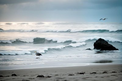 seagull, crab, beach, ocean, sea life, nature, predator, food, blue sky, waves, surf, sand, hunting, bird, sunny weather, coast, capture, water, summer