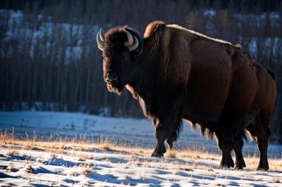 bison, buffalo, wildlife, animal, profile, backlit, fur, road, highway, nature, national park, wilderness, outdoor, large mammal, standing, solitary