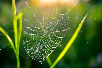 spiderweb, dew drops, water droplets, color effects, nature, morning light, macro photography, insects, green grass, light effect, close-up, outdoor, dew, dawn, natural beauty, sun, summertime, clarity, nature scene