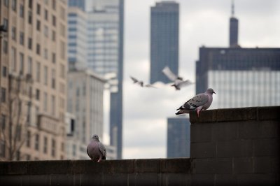 pigeon, urban, building, brick, shadow, light, outdoors, window, neighborhood, travel, architecture, view, shape, morning, winter, city bird, smart, strong contrast, edinburgh, scotland