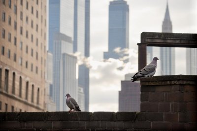 pigeon, brick, nature, building, city, masonry, sunlight, shadow, wing, birds, wildlife, view, wall, outside, window, day, contrast, door, architecture, alley, outdoors, united kingdom