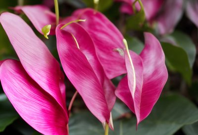 anthurium, pink, flower, nature, leaves, tropical, plant, detail, exotic, horticulture, decorative, flower background, aesthetic, beautiful flowers, flowering, delicate, showy, decoration, flower wallpaper, arrangement