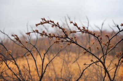dry, natural, twigs, autumn, aerial, nature, close-up, stems, blue sky, hot, drought, summer, colors of nature, growth, field, relaxation, sunset, reflections, aesthetics, delicate, beauty