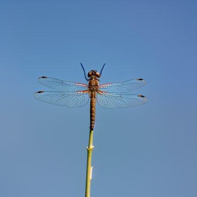 dragonfly, insect, nature, sky, entomology, blue sky, animal, macro, focus, wings, flight, natural science, fauna, habitat, thin twig, balancing, movement, subject, clear weather, backlight