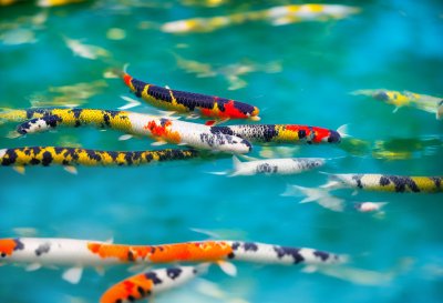 koi, pond, water, nature, swimming, animal, culture, japan, beautiful, colorful, asian, fin, tail, aquarium, decor, blue, zen, peaceful, red, view, calm