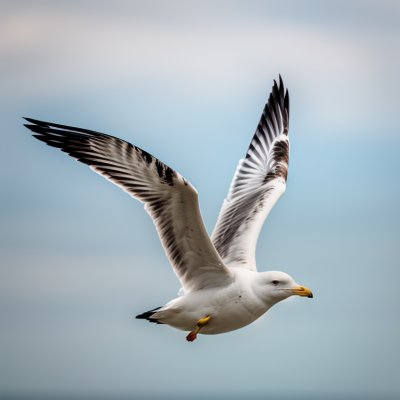 seagull, flying, seashell, beak, food, animal, flight, nature, wing, aviator, hunting, protection, sea, blue sky, coast, wild, freedom, winged, light, shore, natural