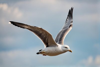 seagull, flying, seashell, beak, food, animal, flight, nature, wing, aviator, hunting, protection, sea, blue sky, coast, wild, freedom, winged, light, shore, natural