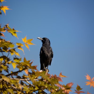 raven, tree, branch, leaves, autumn, nature, sky, wildness, black bird, animal, ornithology, black color, natural environment, sun, blue sky, bird, view from below, sunlight, natural beauty