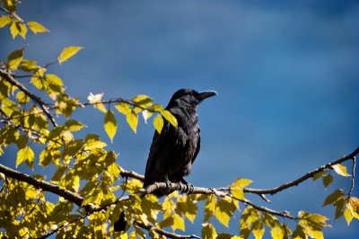 raven, tree, branch, leaves, autumn, nature, sky, wildness, black bird, animal, ornithology, black color, natural environment, sun, blue sky, bird, view from below, sunlight, natural beauty