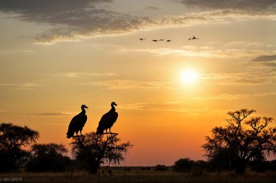 vultures, sunset, savannah, nature, wildlife, african plain, silhouette, dramatic sky, drought, silence, mountains, early morning, peaceful scene, beams of light, open nature, central africa, harsh environment, weathered rocks, solitude, vast landscape