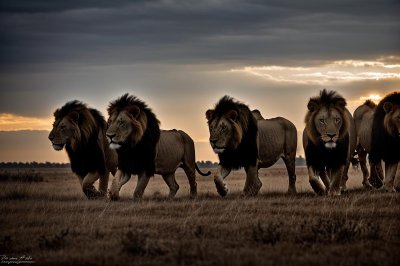 lions, buffalo, chase, savannah, animals, wildlife, prey, nature, safari, hunt, african, drama, sunset, prairie, dust, danger, 120, overwhelming