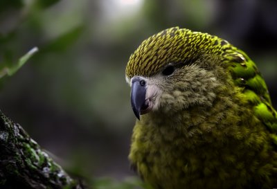 kakapo, wallpaper 4k, full hd wallpaper, free background, bird, free wallpaper, forest, mac wallpaper, nature, hd wallpaper, desktop backgrounds, rainforest, green, new zealand, rare, night bird, beautiful wallpaper, windows wallpaper, flightless, endemic, critically endangered, ecology, 4k wallpaper, laptop wallpaper, conservation, misty, wallpaper hd, cool backgrounds, background, day, 4k wallpaper 1920x1080, humidity, moist, ferns