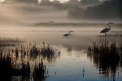 morning, mist, heron, river, nature, wild, animal, reeds, swamp, reflection, peace, sunrise, water bird, mirror reflection, serene scene, natural beauty, calm water, cattails, nature reserve