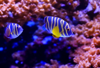 harlequin tuskfish, aquarium, underwater, colorful, sea, coral reef, tropical, diving, exotic, fish, cairns aquarium, aquatic, foreign, flora and fauna, marine life, swimming, reef, invertebrates, living, marine aquaculture