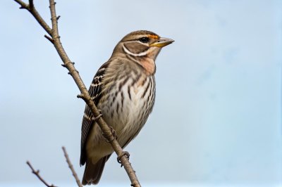 finch, windows wallpaper, bird, nature, wildlife, ornithology, birdwatching, free wallpaper, full hd wallpaper, laptop wallpaper, perched, mac wallpaper, red, wallpaper hd, blue sky, hd wallpaper, twig, cool backgrounds, habitat, free background, 4k wallpaper 1920x1080, red face, bird photography, bird capturing, fauna, 4k wallpaper, red cap, beautiful wallpaper, desktop backgrounds, red beak, wallpaper 4k, natural, background