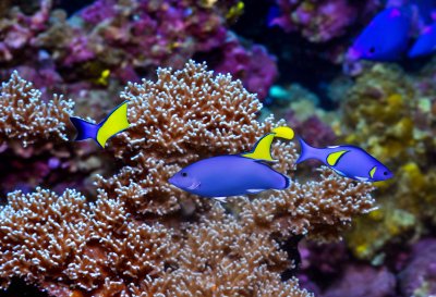 bluelined surgeonfish, coral reef, exotic fish, diving, colorful, tropical, aquarium, cairns, australia, yellow, blue, nature, sea, ocean, aquatic life, animal, natural habitat, tropical reef fish, ecosystem, saltwater, marine fauna