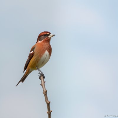 bird, chestnut-breasted mannikin, nature, wildlife, ornithology, birdwatching, perched, animal, feeding, ecosystem, habitat, wild, birdwatcher, feather, beak, flight, landscape, bird song, photography, day