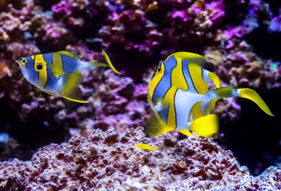 butterfly fish, aquarium, underwater, colorful, tropical, coral reef, marine, copperband, yellow, stripes, fish, water, nature, zoo, sea, habitat, scales, ecosystem, fishing, photography