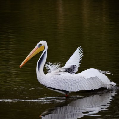 pelican, birds, waterbirds, feathers, plumage, ornithology, avian, reflection, floating, nature, calm, water, natural environment, wildlife, calm water, lake, feeding, pairing, silhouette