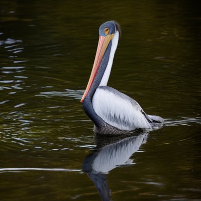 pelican, bird, animal, water, beak, plumage, feathers, wings, waterfowl, animal behavior, pond, natural habitat, water surface, wild, wildlife, ornithology, floating bird, nature, tranquility, natural landscape
