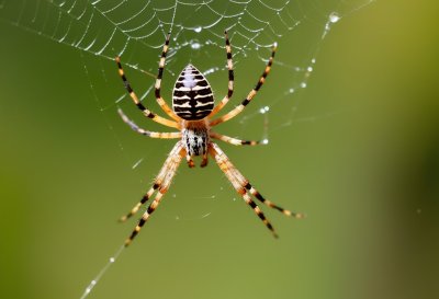 spider, animal, insect, arachnid, spiderweb, nature, fauna, macro, insectoid, garden, beauty, decoration, autumn, natural pattern, hunting, threat, unexpected, close-up, spider species