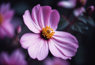 pink, flower, autumn, natural, macro, petal, nature, garden, background, details, japanese anemone, close-up, flowerbed, blooming, delicate, blossom, graceful, center, beauty, color intensity