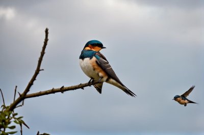 bird, swallow, nature, wildlife, bird photography, animal, outdoor photography, nature photography, birdwatching, feathers, close-up, branch, bird lover, bird in flight, wild bird, gray color, bird portrait, avian, engagement