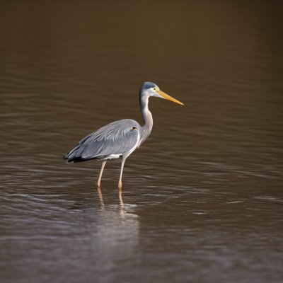 bird, mac wallpaper, wallpaper 4k, heron, water bird, hd wallpaper, nature, desktop backgrounds, beautiful wallpaper, full hd wallpaper, free wallpaper, wallpaper hd, wild bird, shorebird, animal, avian, feathers, windows wallpaper, pond, 4k wallpaper, animal photography, cool backgrounds, 4k wallpaper 1920x1080, laptop wallpaper, wildlife, birdwatching, background, shore, free background, reflection, serenity, outdoor, foraging, calm, photography