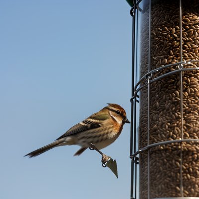 bird, wild bird, feeder, bird at feeder, sunflower seeds, wildlife, photography, nature, birdwatching, gray bird, nature in detail, camera, ornithology, bird behavior, nature at home, detailed view, blue sky, four seasons, observation