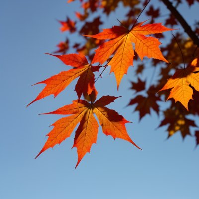 autumn, leaves, red, maple, nature, blue sky, outdoors, falling leaves, clear sky, sunlight, autumn colors, detail, macro photography, close-up, contrast, nature's beauty, season fall, autumn background, natural scenery, beautiful leaves