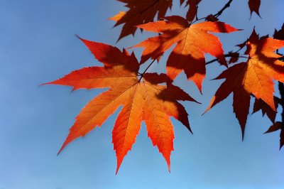 autumn, leaves, red, maple, nature, blue sky, outdoors, falling leaves, clear sky, sunlight, autumn colors, detail, macro photography, close-up, contrast, nature's beauty, season fall, autumn background, natural scenery, beautiful leaves