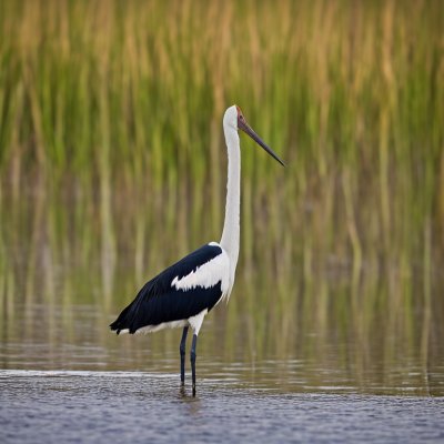 stork, nature, bird, wildlife, jabiru, lake, birdwatching, black-necked, water ecosystem, red legs, walking, feathers, beak, fauna, mud, wetland, tropical, behavior, tundra, freshwater